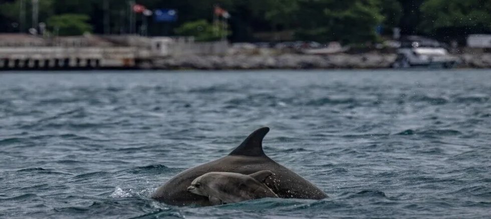 Boğaz’da endişelendiren manzara: Yunuslar bir bir ölüyor